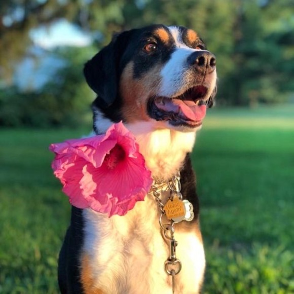 Meet your Posher, Cassandra - Picture 1 of 1